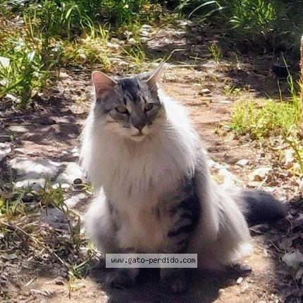Photo 1/1 Ludo Chat perdu à Ovalle