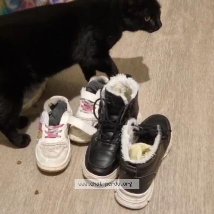 Photo 1/1 Reglisse Chat perdu à Angouleme