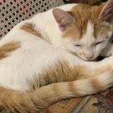 Photo de chat perdu à Terrebonne