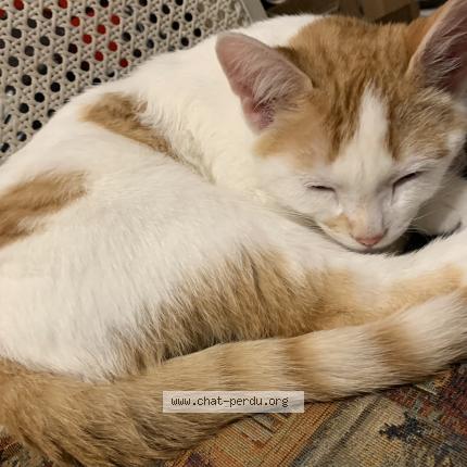 Photo 1/1 Ti-gars Chat perdu à Terrebonne