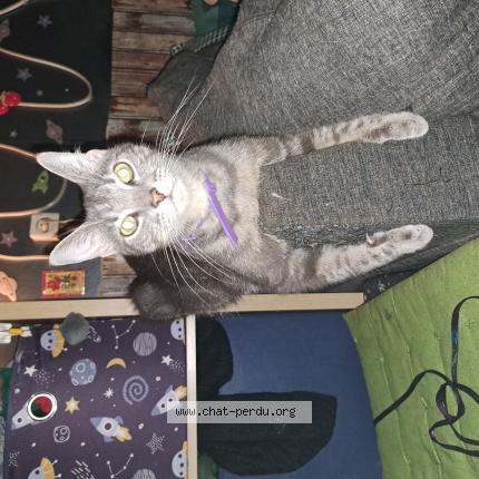 Photo de chat perdu à Villenave D Ornon