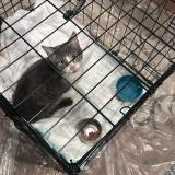 Photo de chat trouvé à Birmingham