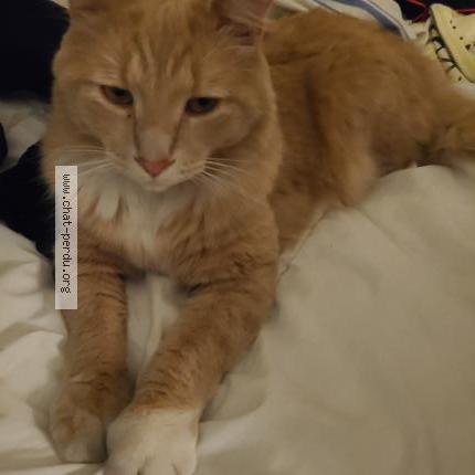 Photo 1/1 Caramel Chat perdu à Montreal est