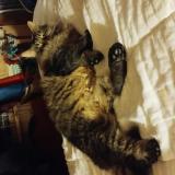 Photo de chat perdu à Ingle Farm