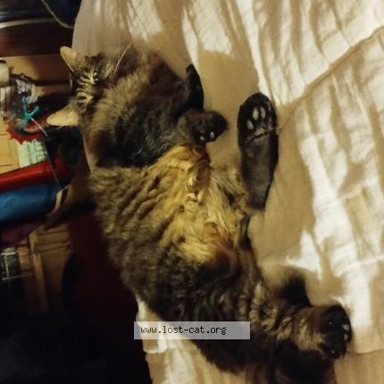 Photo 1/1 Discord Chat perdu à Ingle farm