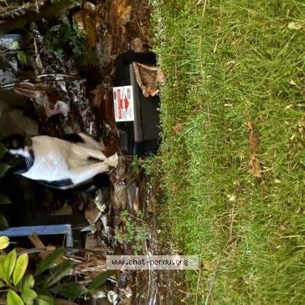 Photo 1/1 Chat trouvé Trouvé à Paris