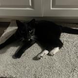 Photo de chat perdu à Ventura