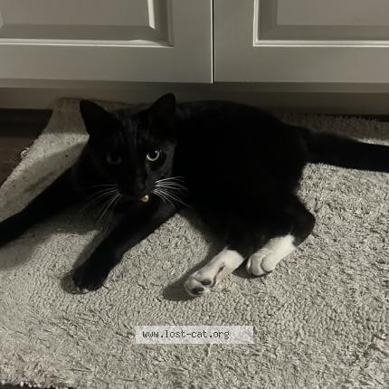 Photo 1/1 Zoro Chat perdu à Ventura