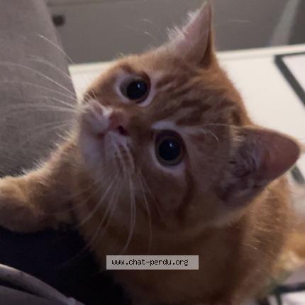 Photo 1/1 Garfield Chat perdu à Saint jory