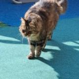 Photo de chat perdu à La Seyne Sur Mer