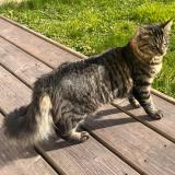 Photo de chat perdu à Marolles