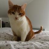 Photo de chat perdu à Ermont