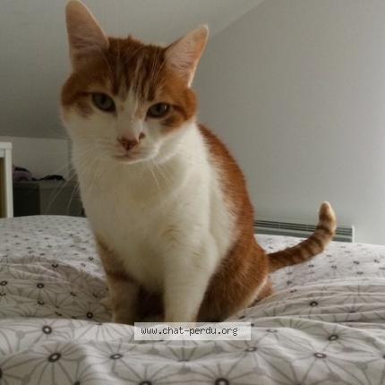 Photo 1/1 Chat retrouvé Perdu à Ermont
