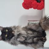 Photo de chat perdu à Perouges