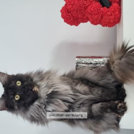 Photo 1/1 Ruby Chat perdu à Perouges