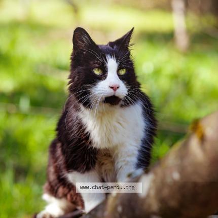 Photo 1/1 Titi Chat perdu à Biviers