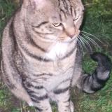 Photo de chat trouvé à Amiens