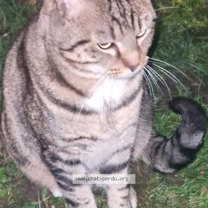 Photo 1/1 Chat trouvé Trouvé à Amiens
