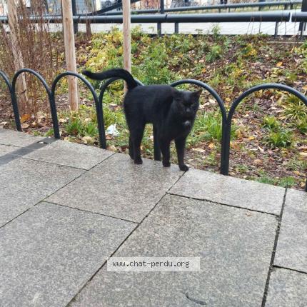 Photo 1/3 Chat trouvé Trouvé à Saint denis