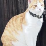 Photo de chat perdu à Highland