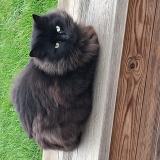 Photo de chat trouvé à Origne