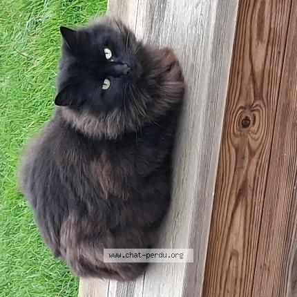 Photo 1/1 Chat trouvé Trouvé à Origne