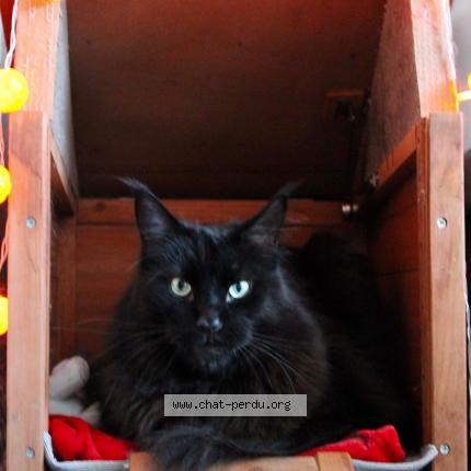 Photo 1/1 Matou Chat perdu à Bruay sur l escaut