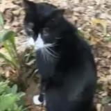 Photo de chat trouvé à Bordeaux