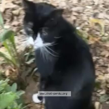 Photo 1/1 Chat trouvé Trouvé à Bordeaux