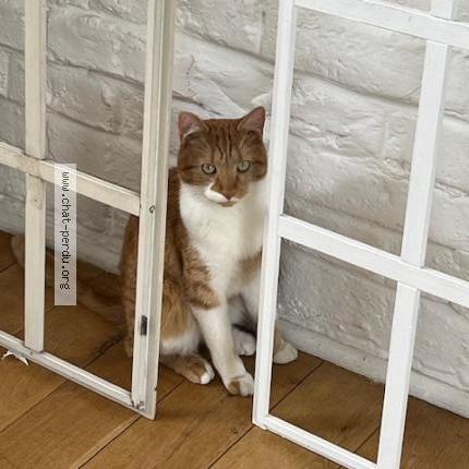 Photo 1/1 Chat retrouvé Perdu à Vitry sur seine