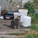 Photo de chat perdu à Migron