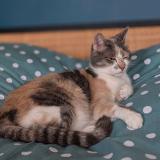 Photo de chat perdu à Courtemont Varennes