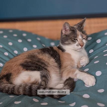 Photo 1/1 Pusa Chat perdu à Courtemont varennes