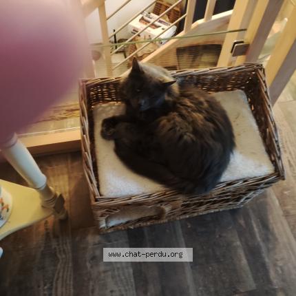 Photo de chat perdu à Mardie