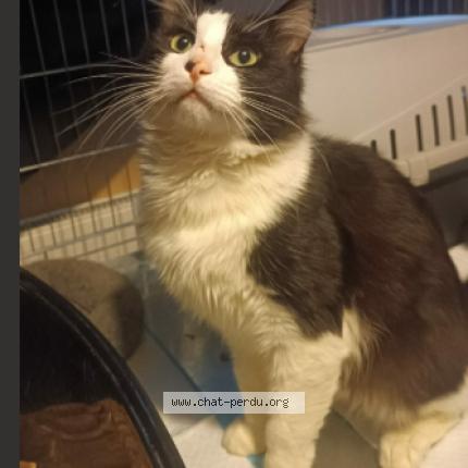 Photo de chat perdu à Brie Comte Robert