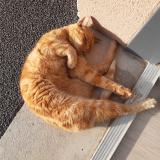 Photo de chat perdu à Samer