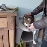 Photo de chat perdu à Pezenas