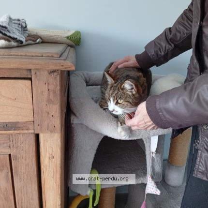 Photo 1/1 TITTI Chat perdu à Pezenas