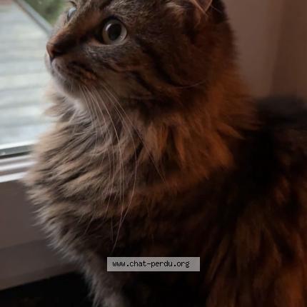 Photo 1/1 Chat retrouvé Perdu à Tourcoing