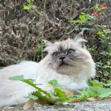 Photo de chat perdu à Bourghelles