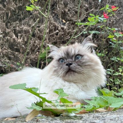 Photo 1/1 Chanel Chat perdu à Bourghelles