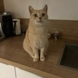 Photo de chat perdu à Montlucon