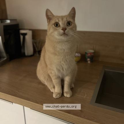 Photo 1/1 Tigrou Chat perdu à Montlucon