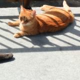 Photo de chat perdu à Cowansville