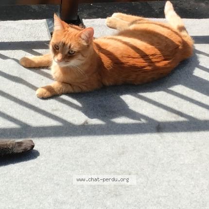 Photo 1/1 Ti-groux Chat perdu à Cowansville