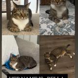 Photo de chat perdu à Whitehall