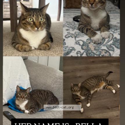 Photo 1/1 Bella Chat perdu à Whitehall