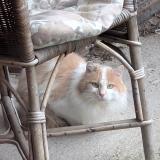 Photo de chat trouvé à St Symphorien De Lay