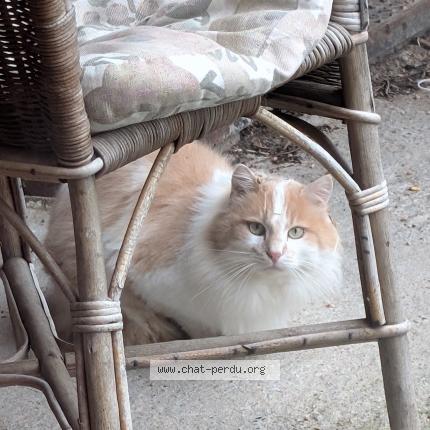 Photo 1/1 Chat trouvé Trouvé à St symphorien de lay