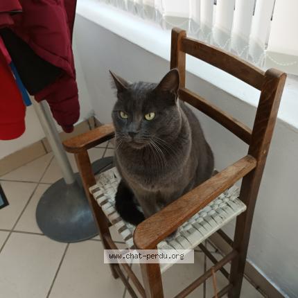 Photo 1/1 Gribouille Chat perdu à Penestin